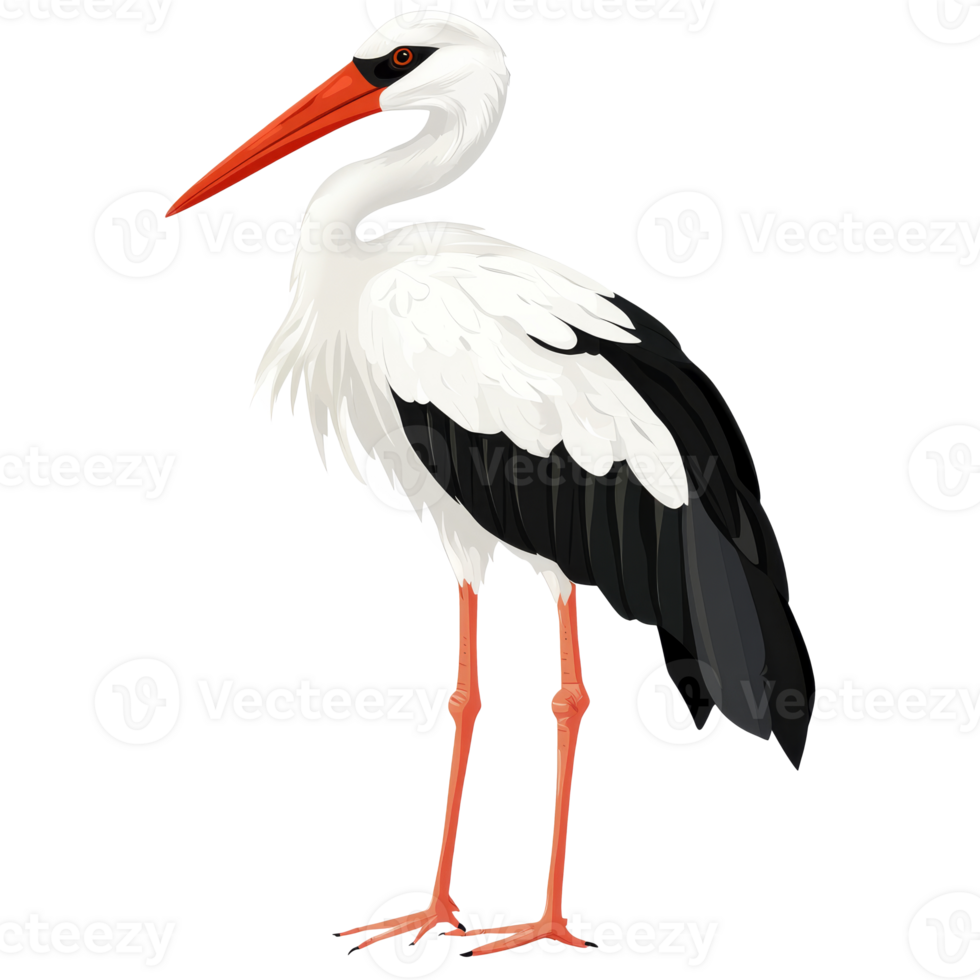 Stork on one leg in nature, cut out transparent png