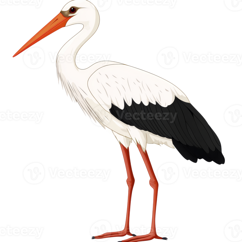 Profile of a stork with vibrant plumage, cut out transparent png