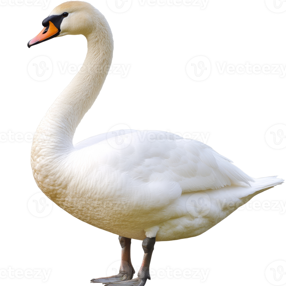 Elegant white swan standing gracefully near water, cut out transparent png