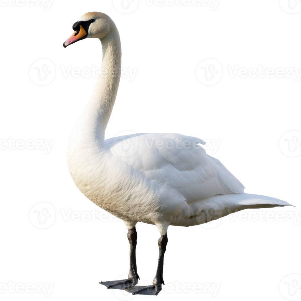 Elegant white swan standing gracefully on land, cut out transparent png