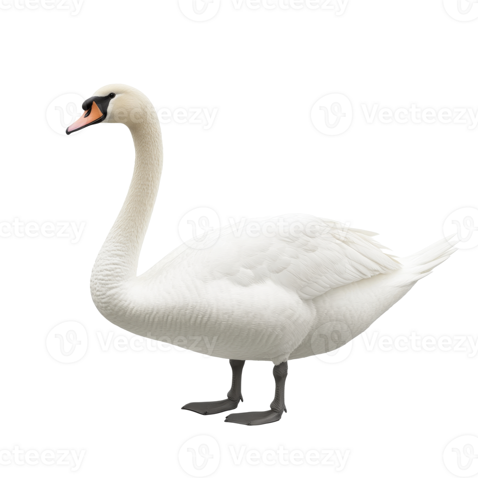 Graceful white swan on white background, cut out transparent png