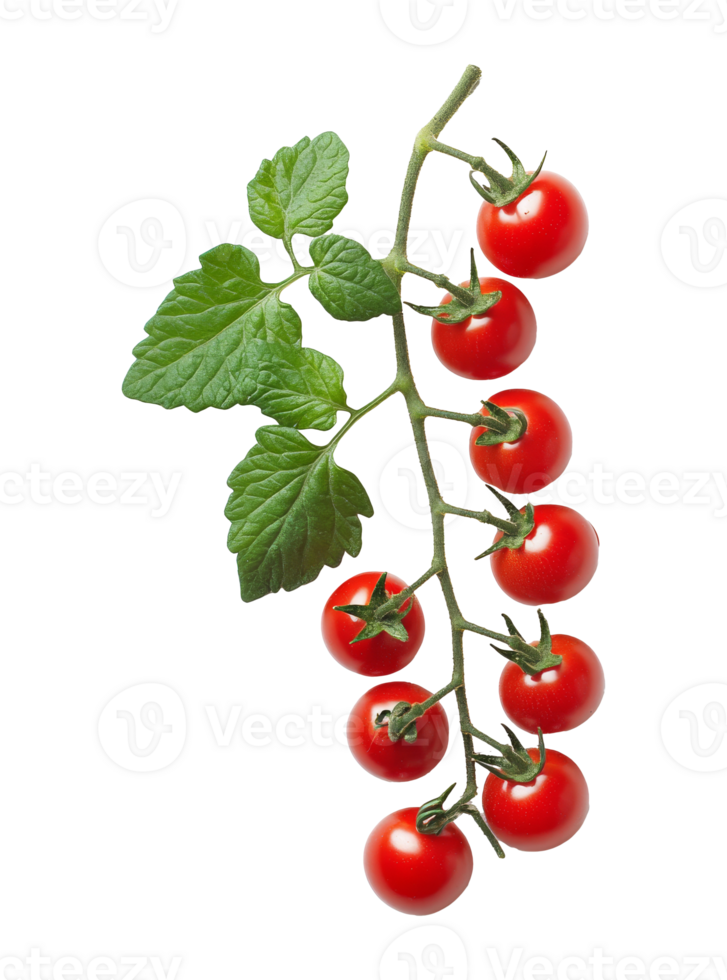 Sunlit cherry tomatoes on the vine, cut out transparent png