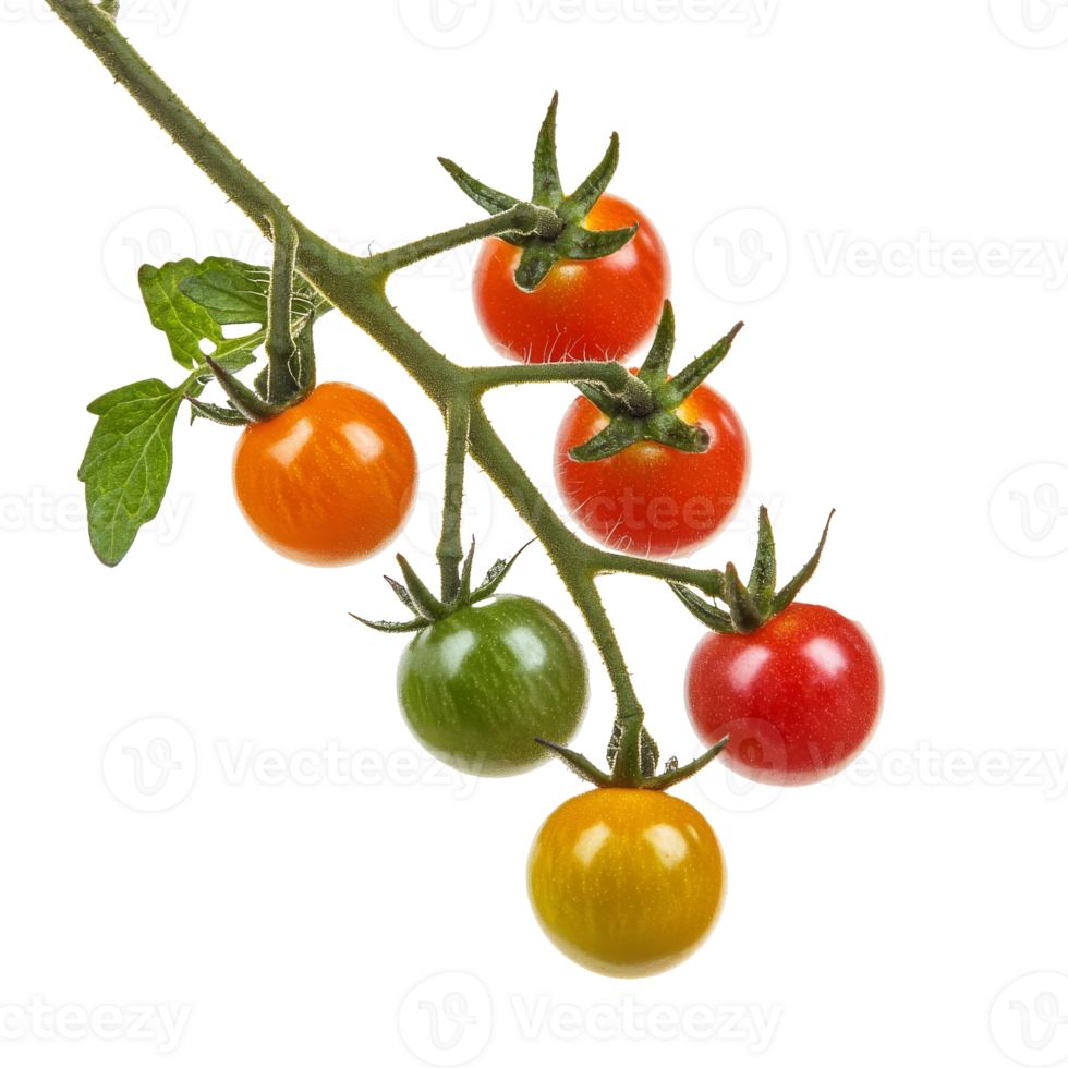 Freshly harvested cherry tomatoes on green vine, cut out transparent png