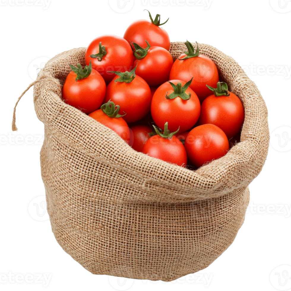 Freshly harvested tomatoes in a burlap sack, cut out transparent png