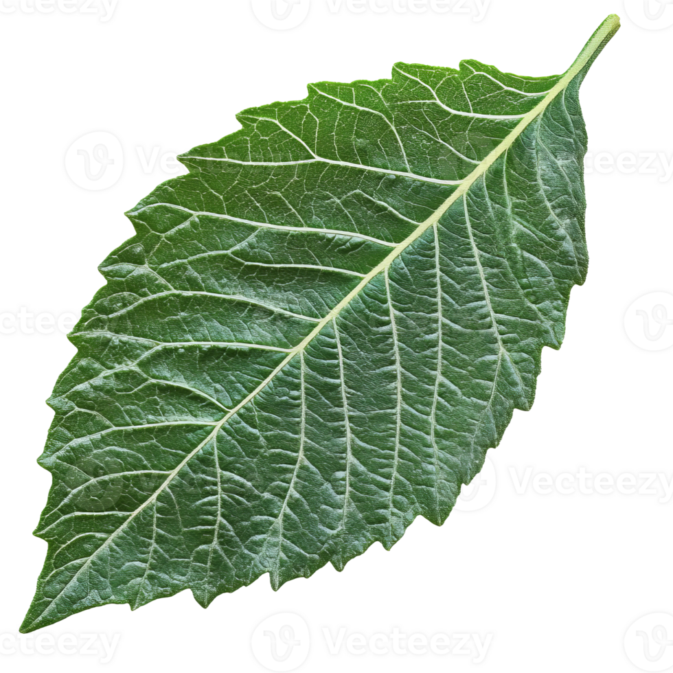 Close-up of a green leaf on white, cut out transparent png