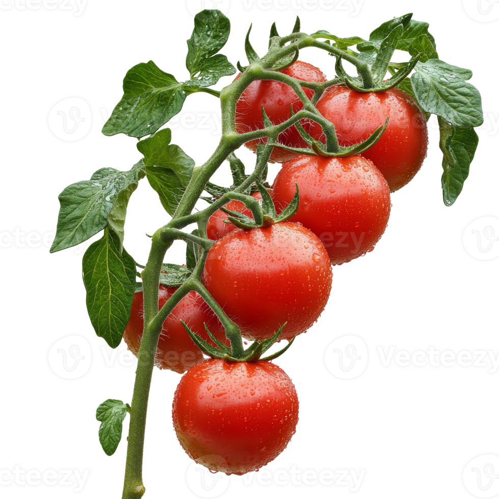 Dewy vine-ripened tomatoes in sunlight, cut out transparent png