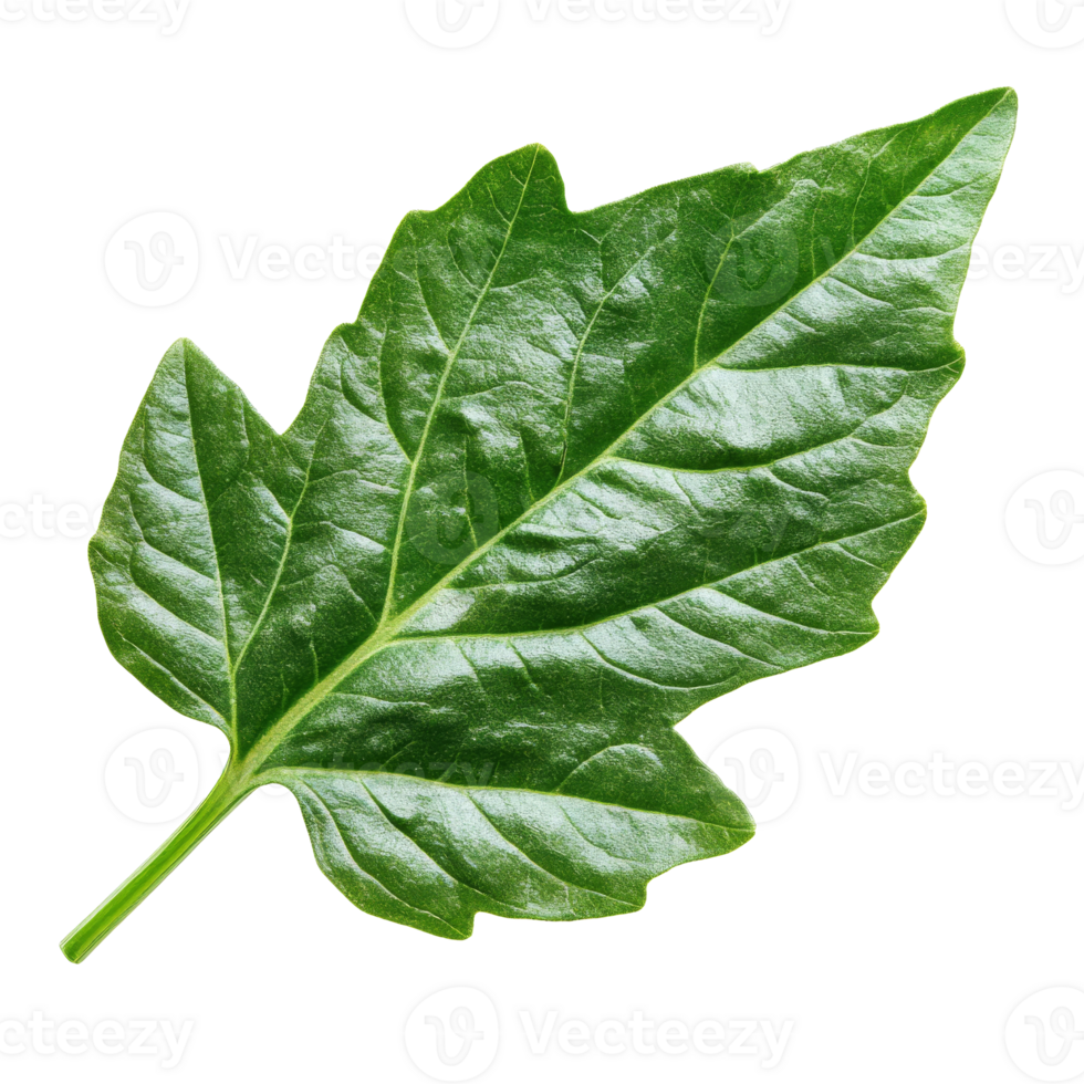 Fresh green leaf laying on a white background, cut out transparent png
