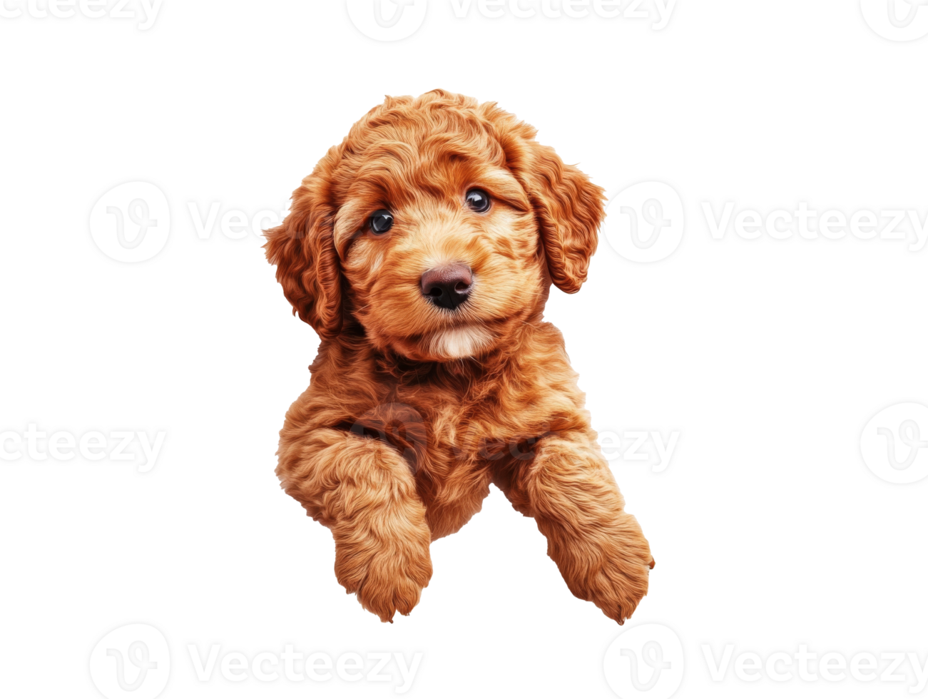 Curious golden doodle puppy gazes at camera, cut out transparent png