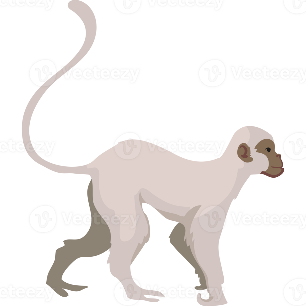 A white monkey with long tail walking on a black background png