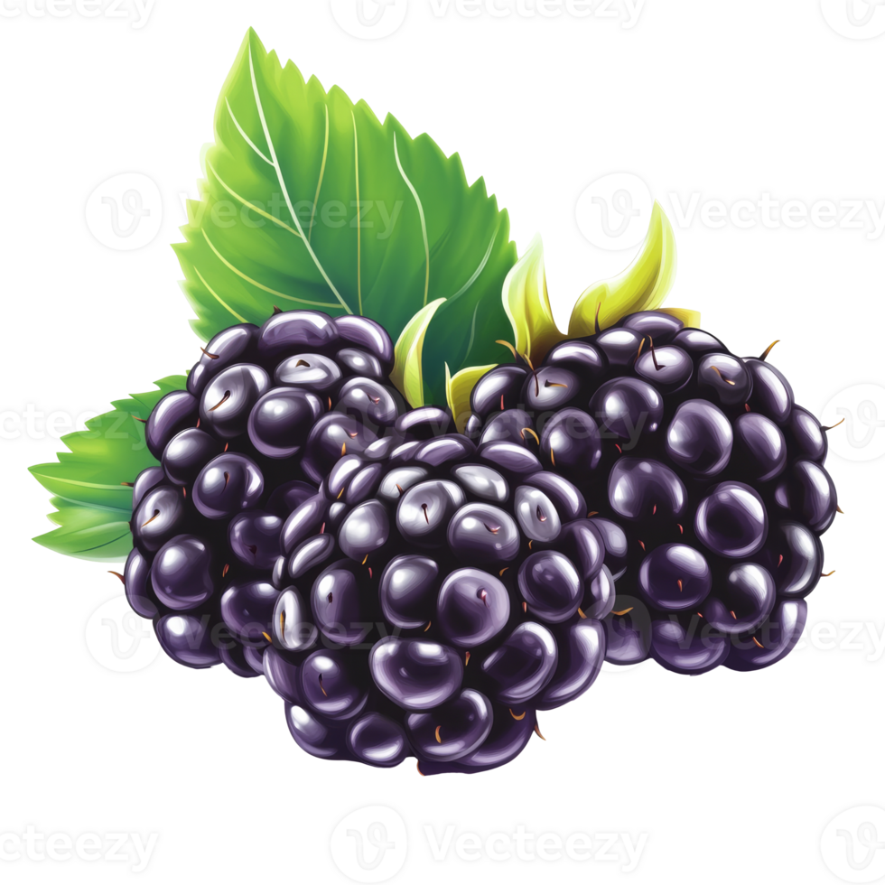 Bright blackberries with green leaves, cut out transparent png