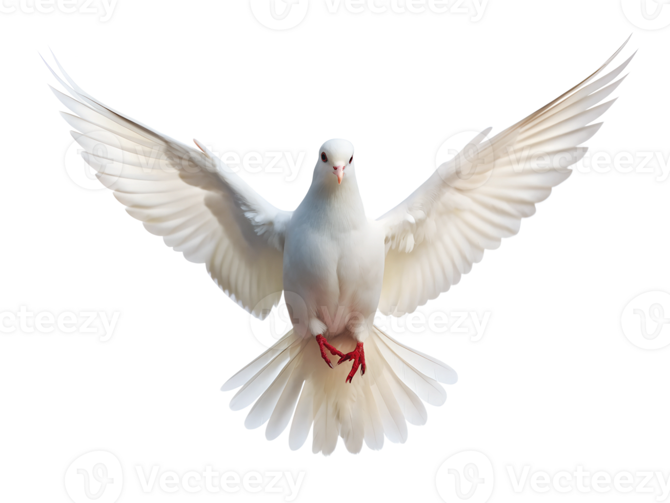 Dove soaring against a plain backdrop, cut out transparent png