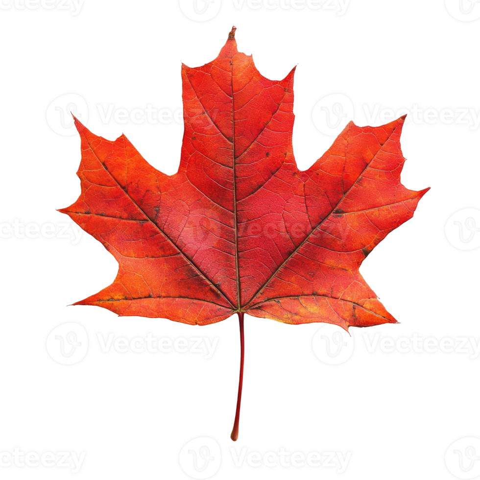 Vibrant red maple leaf on a bright background, transparent png