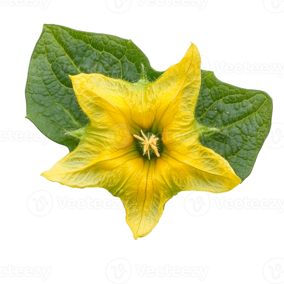 Yellow flower with green leaves on white, transparent png