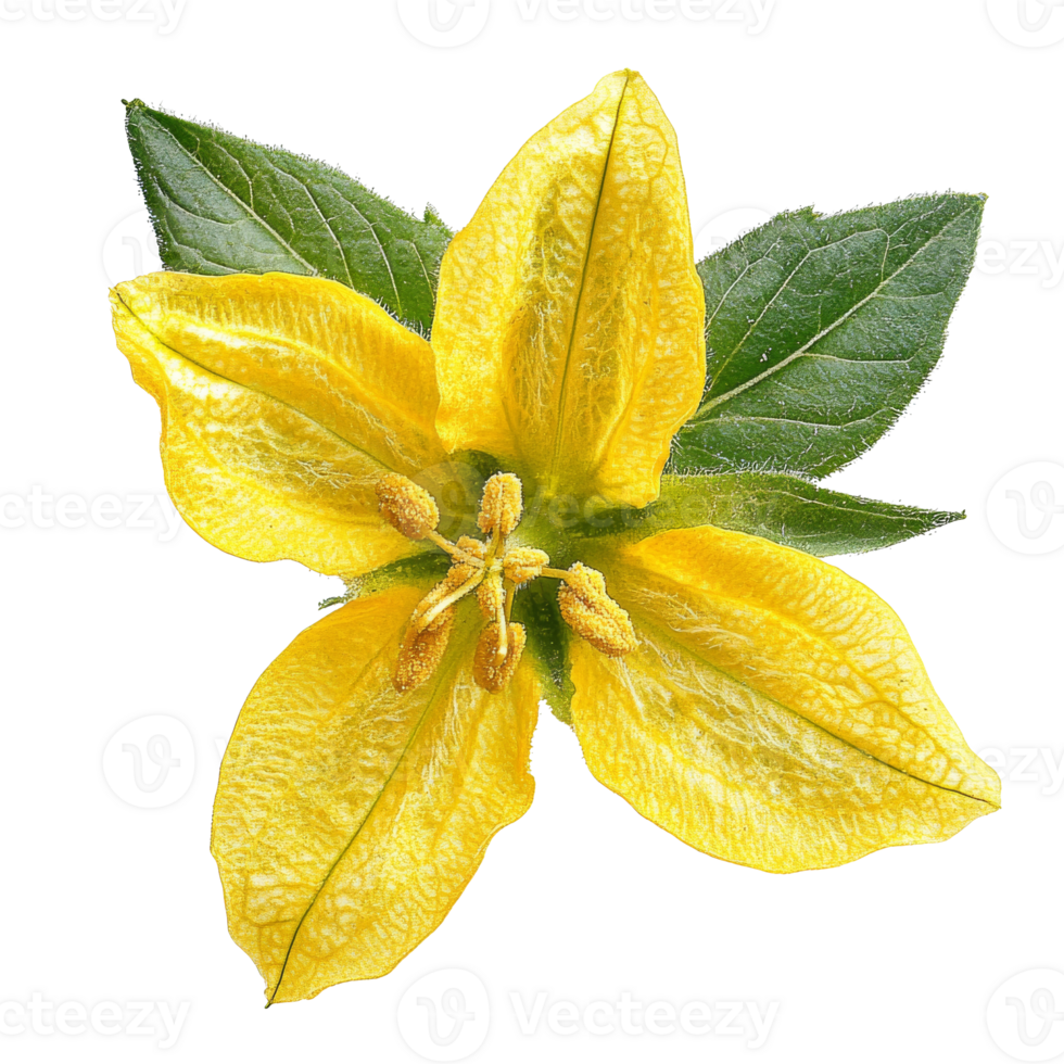 Yellow flower in bloom with green leaves, transparent png