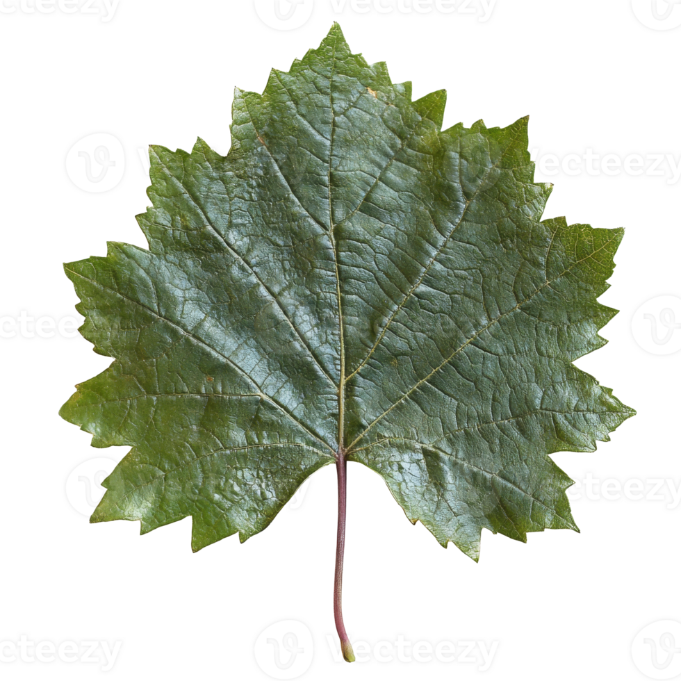 Large green maple leaf on a white background, transparent png