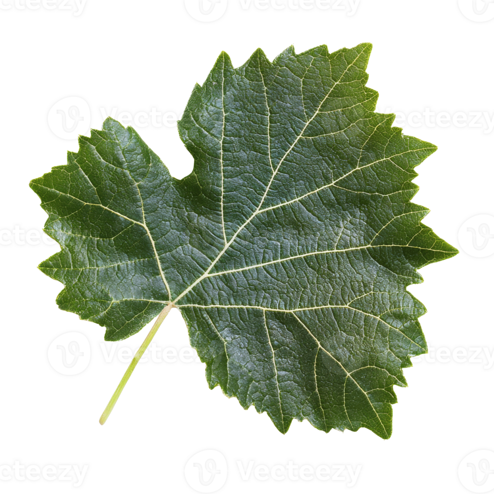 Textured green grape leaf with veins, transparent png