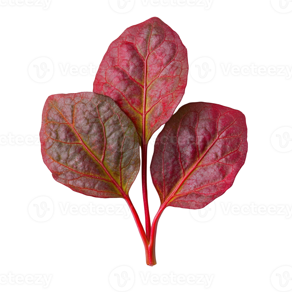 Fresh red Swiss chard leaves on a white background, transparent png