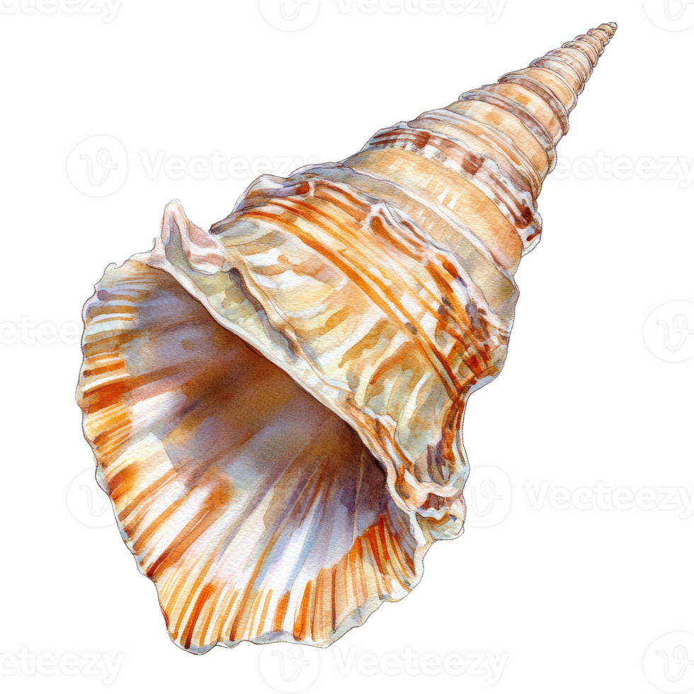 Intricate spiral shell on display, transparent png