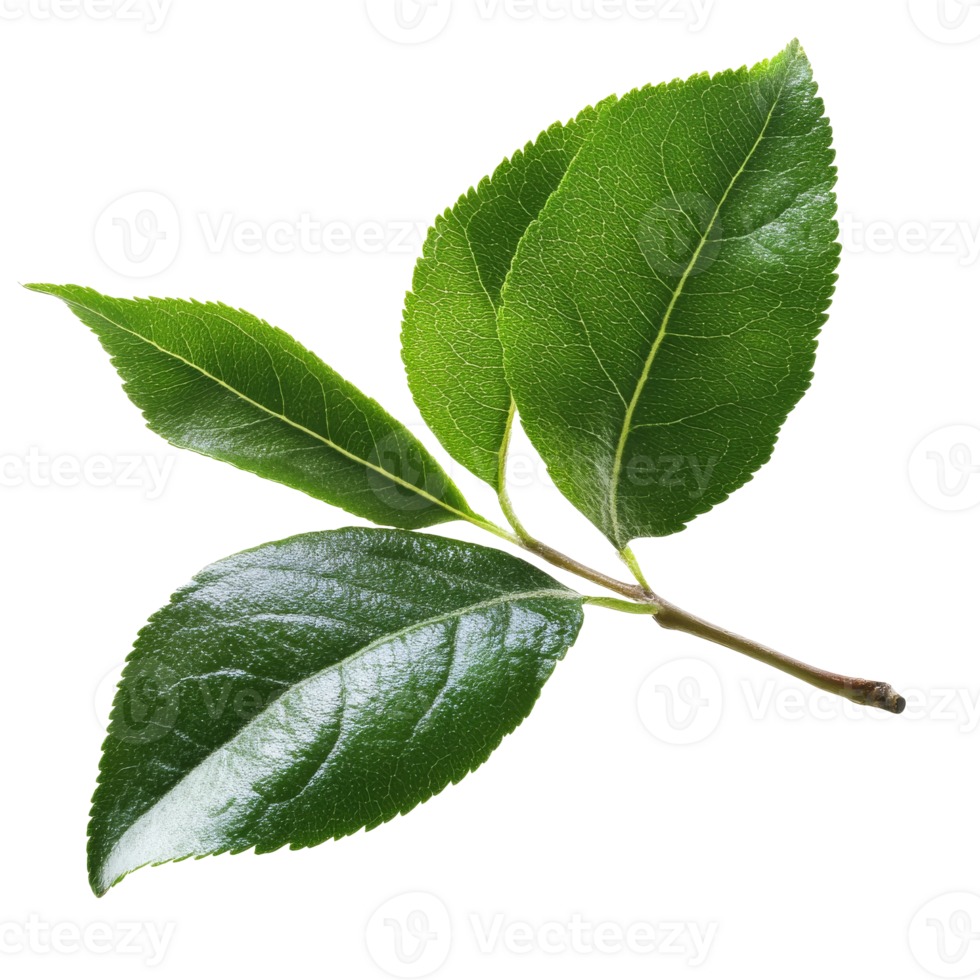 Fresh green leaves from a healthy tree branch isolated transparent background png