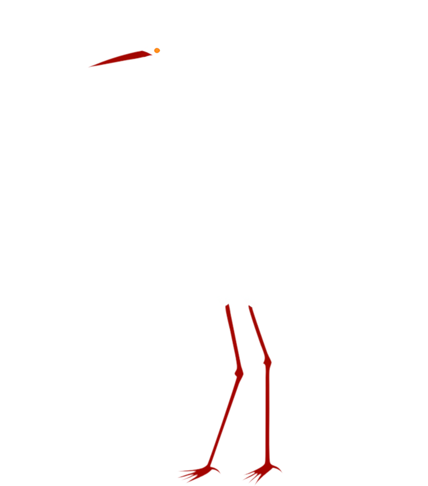Beautiful Wading Bird Spreads Wings in Illustration. . png