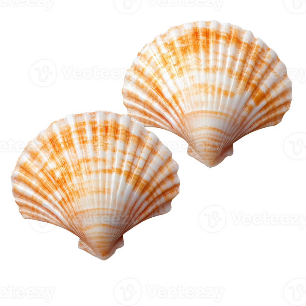 Orange and white scallop shells on display isolated transparent background png