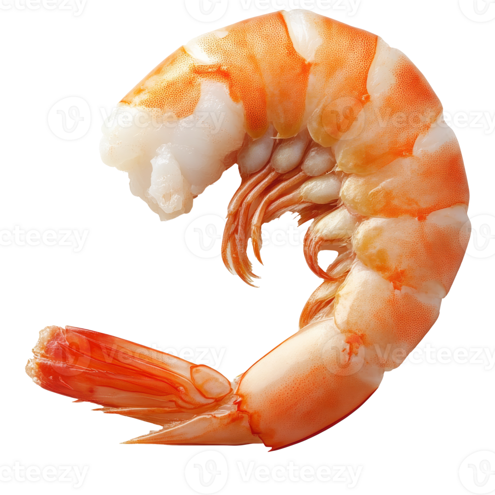 Curled shrimp with orange and white isolated transparent background png