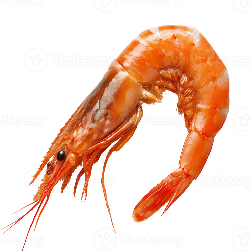 Fresh shrimp isolated on white background isolated transparent background png