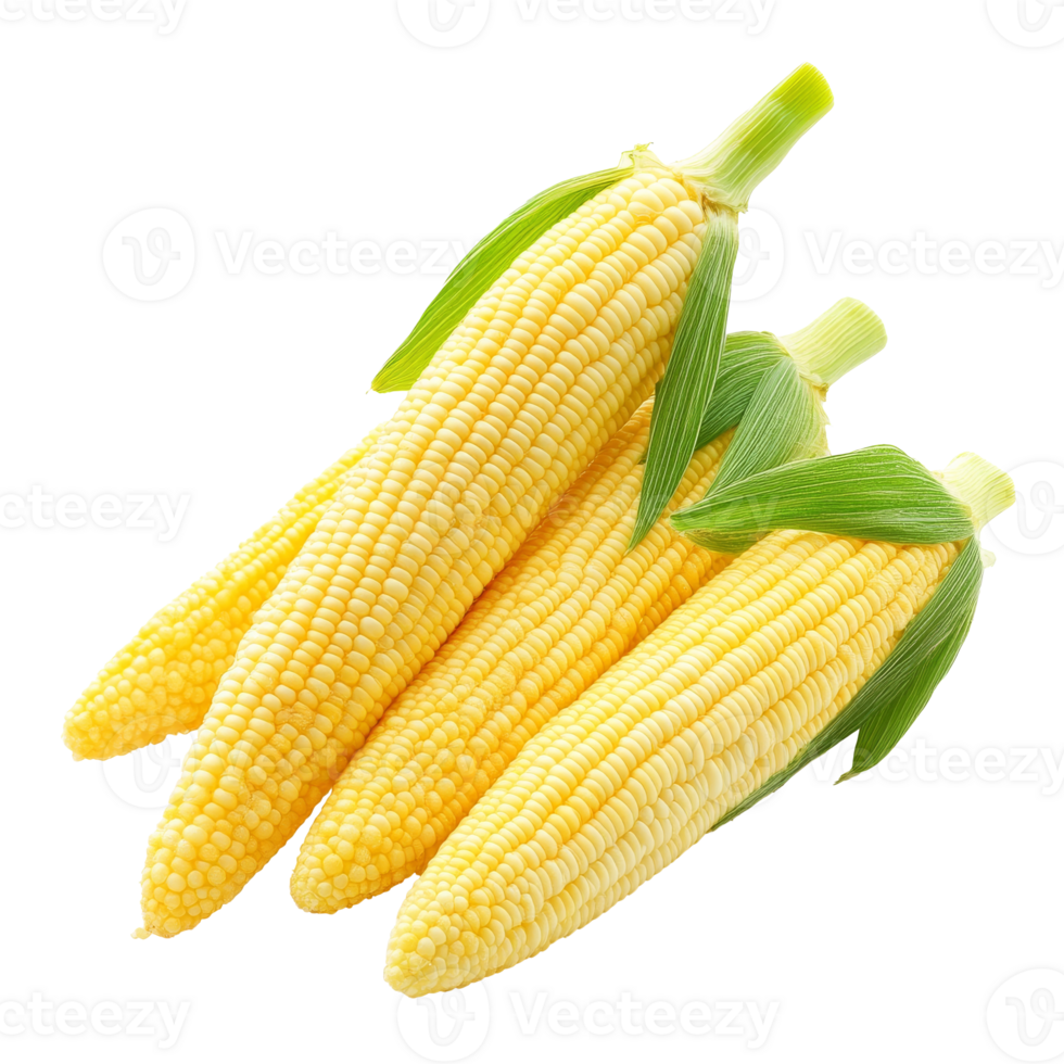 Yellow corn cobs stacked on white isolated transparent png