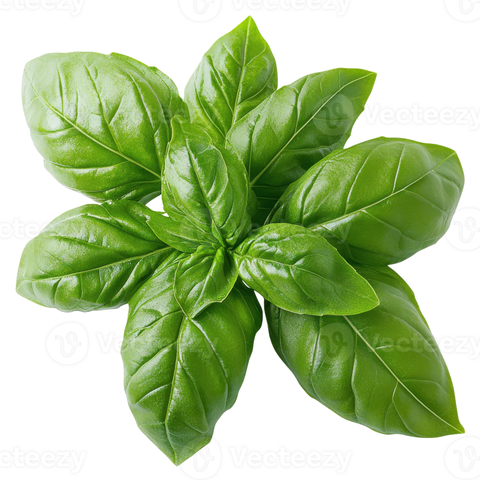 fresco basilico le foglie disposte ordinatamente su un' superficie isolato trasparente png