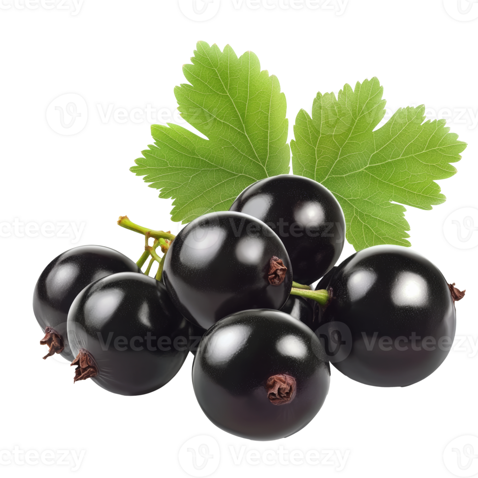 Fresh black currants with green leaves on display isolated transparent png