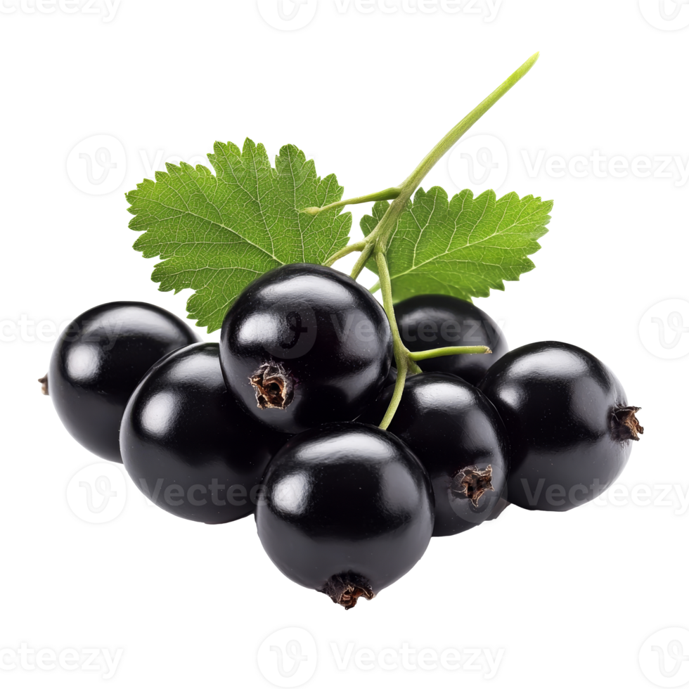 Fresh blackcurrants with green leaves on display isolated transparent png