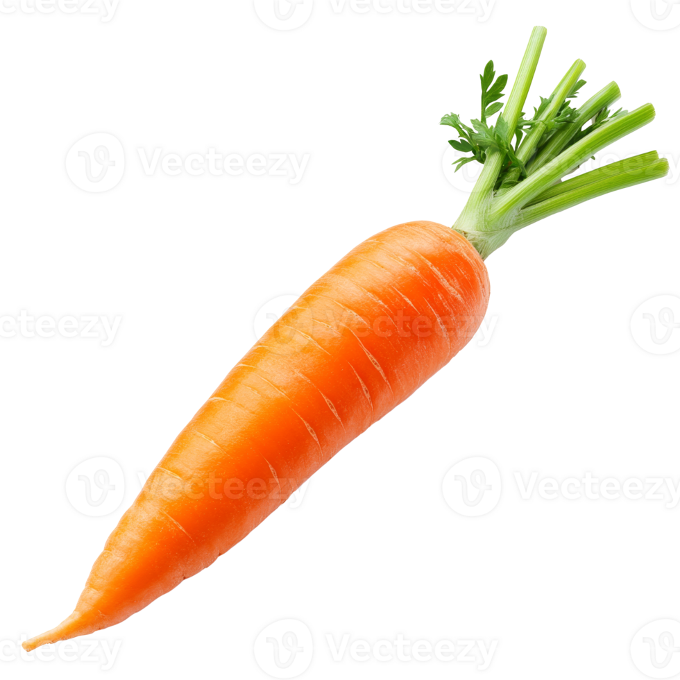 Fresh carrots with green tops displayed isolated transparent png