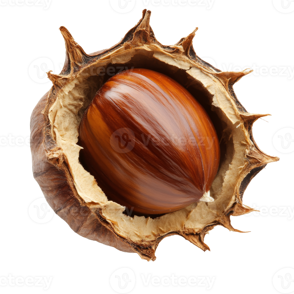 Chestnut in spiky shell on white isolated transparent png