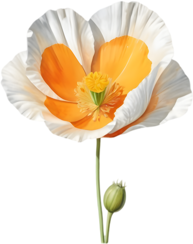 Californias Beloved Orange Wildflower Illustration. . png