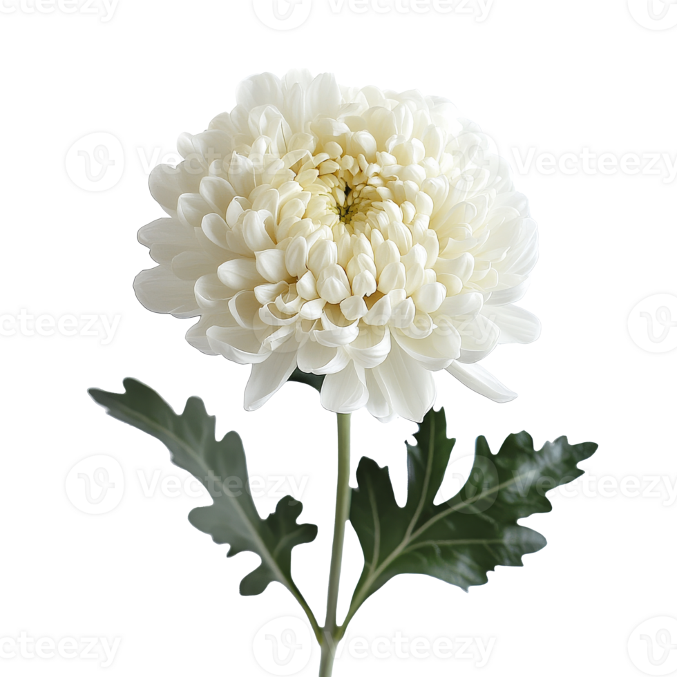 White chrysanthemum with green leaves isolated transparent png