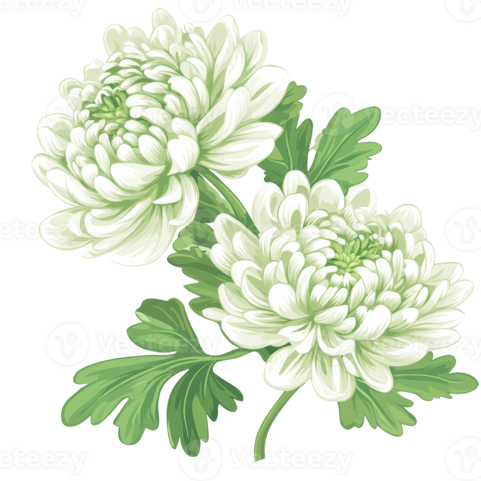 White chrysanthemums with green leaves isolated transparent png