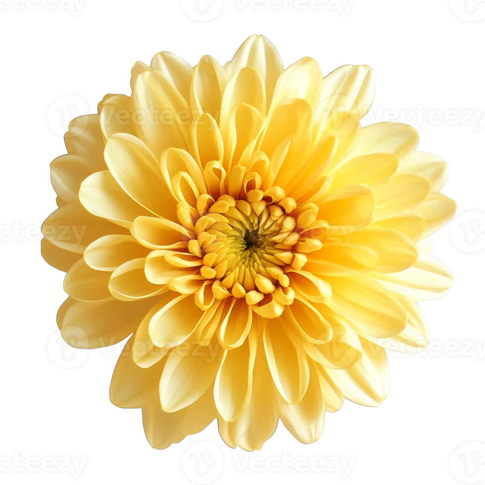 Bright yellow flower blooming in spring sunlight isolated transparent png