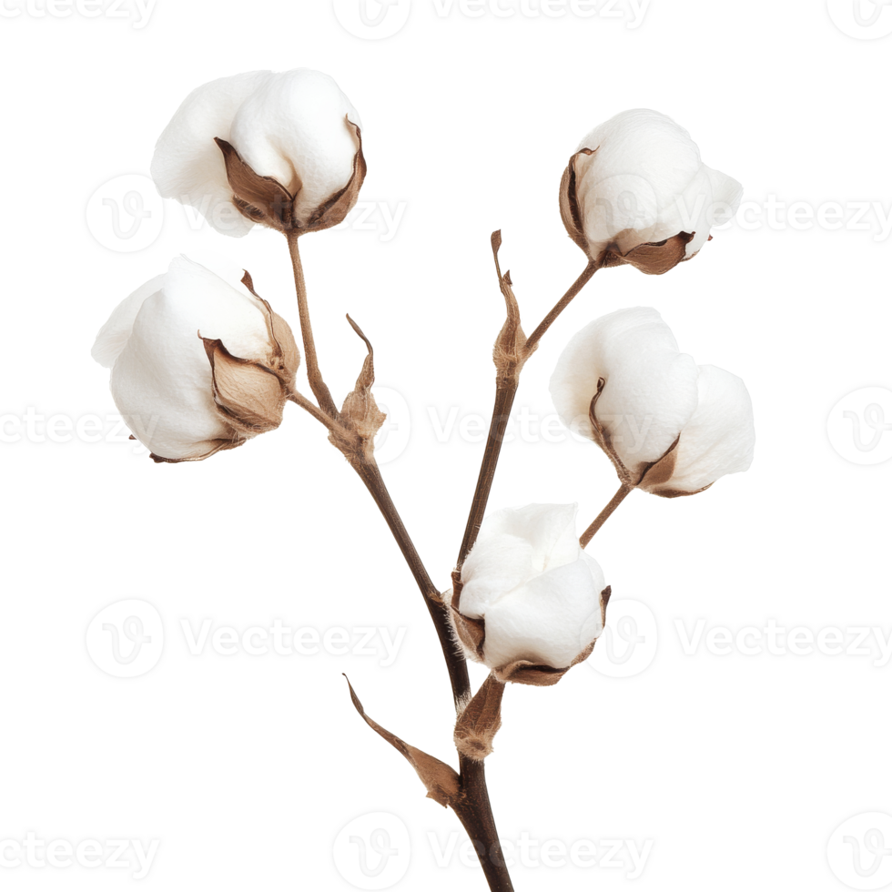 Delicate cotton blooms on a branch in bright light isolated transparent png