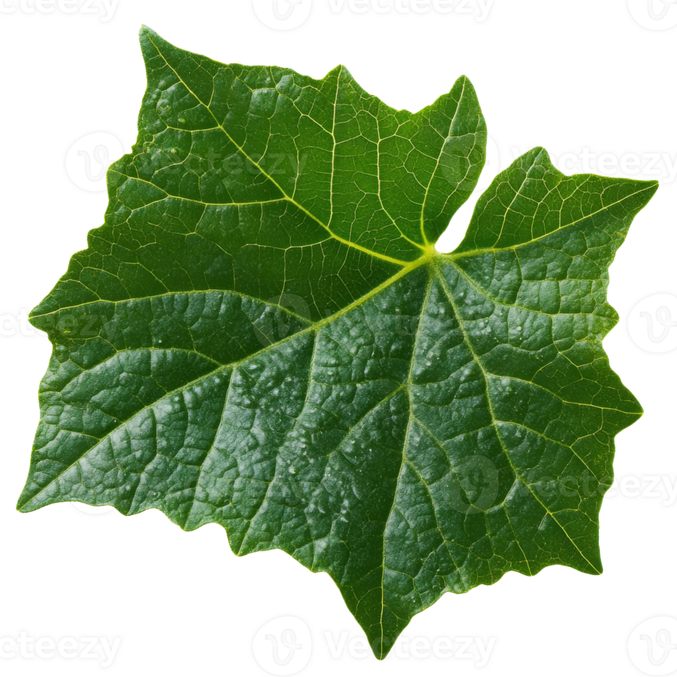 Intricate details of a fresh green leaf isolated transparent png