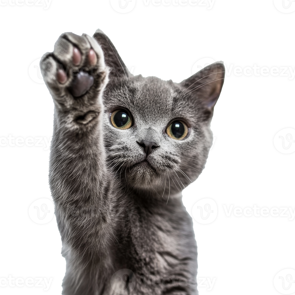Gray cat pawing at a white backdrop isolated transparent png