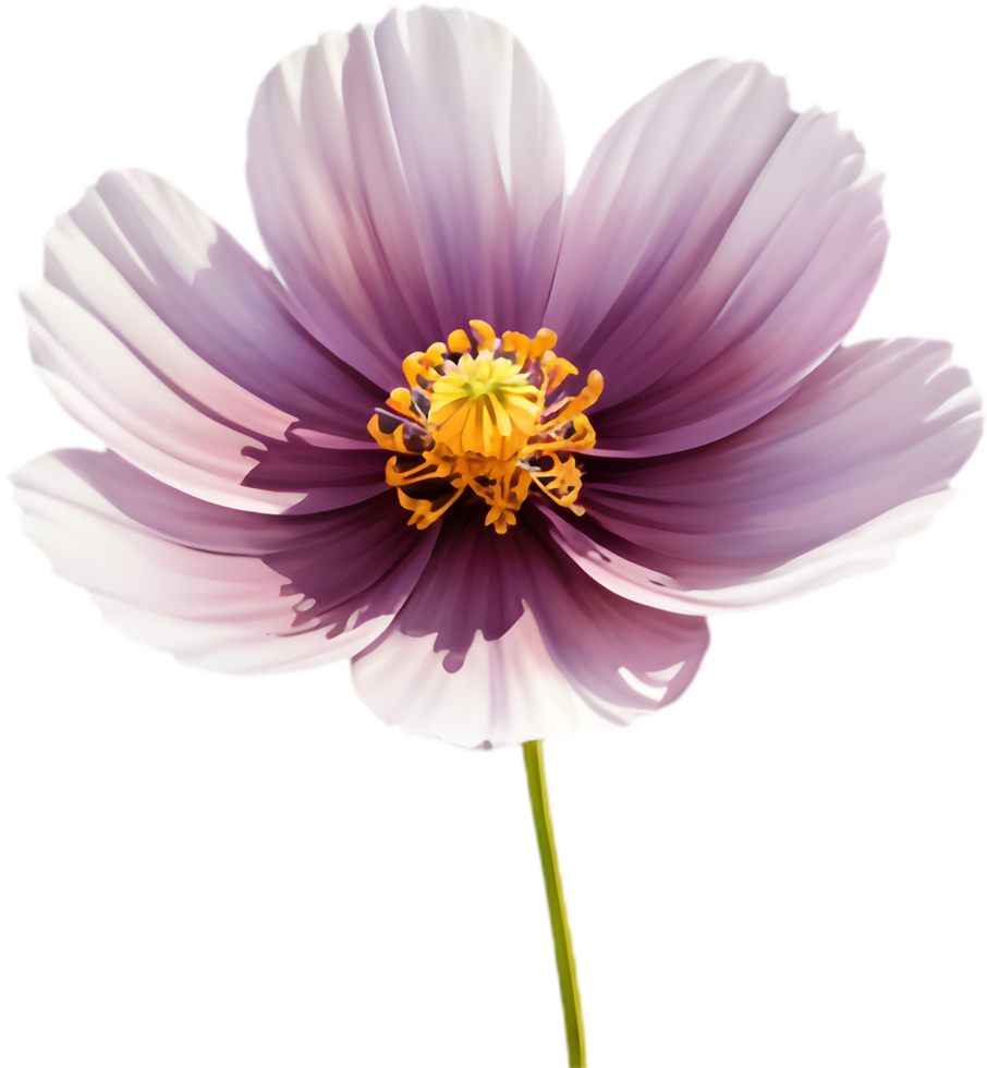 Rustic Cosmos Flower Sketch for Country. . png