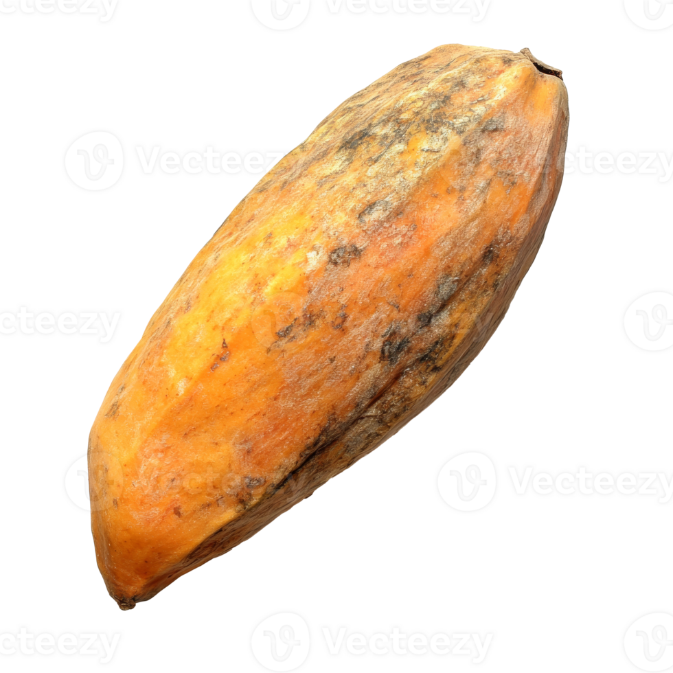 Cacao pod harvested in a tropical farm setting isolated transparent png