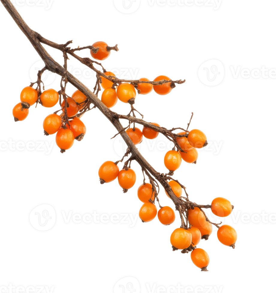 Orange berries on a white background isolated transparent png