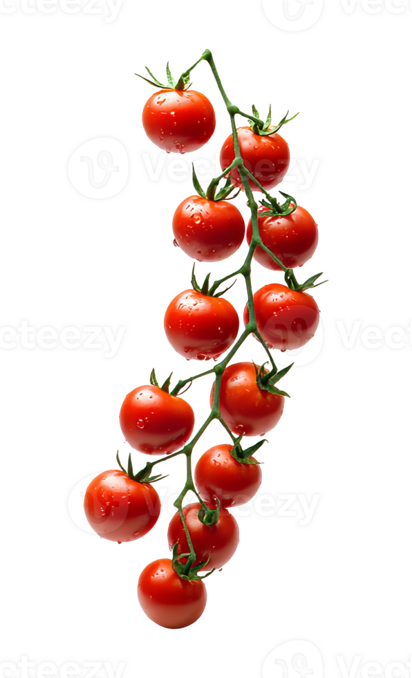 Vine ripened cherry tomatoes with droplets isolated transparent png
