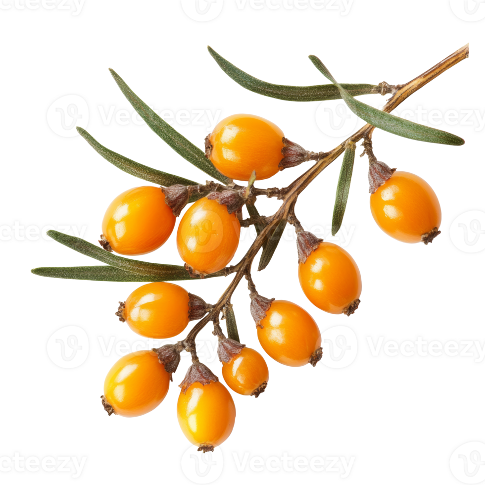 Bright sea buckthorn berries on a branch isolated transparent png