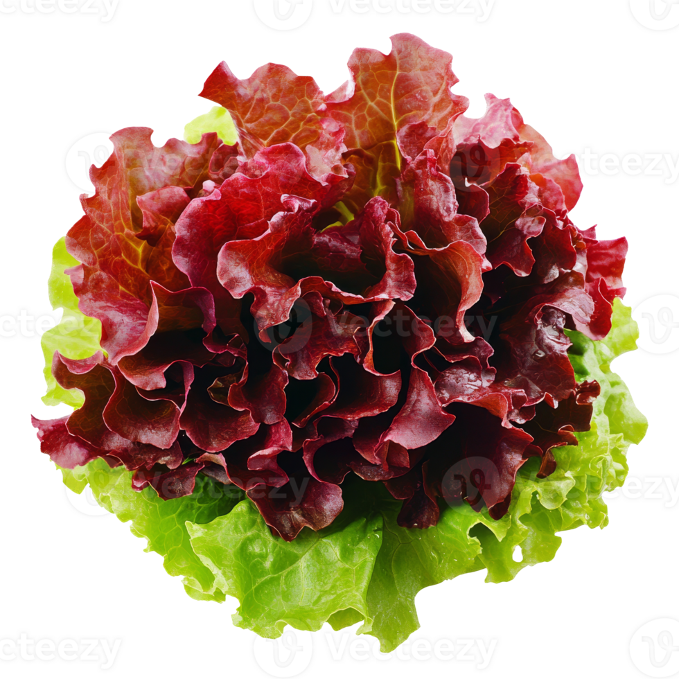 Vibrant red and green lettuce heads isolated transparent png