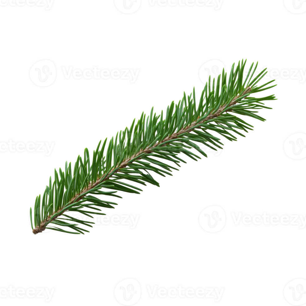 Green pine branch with needles from a conifer tree isolated transparent png