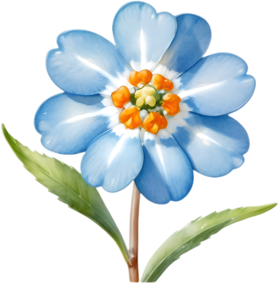 Gentle Myosotis Sylvatica Drawing. . png