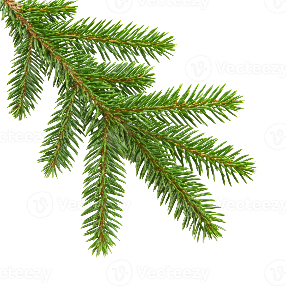 Green spruce branch on white background isolated transparent png