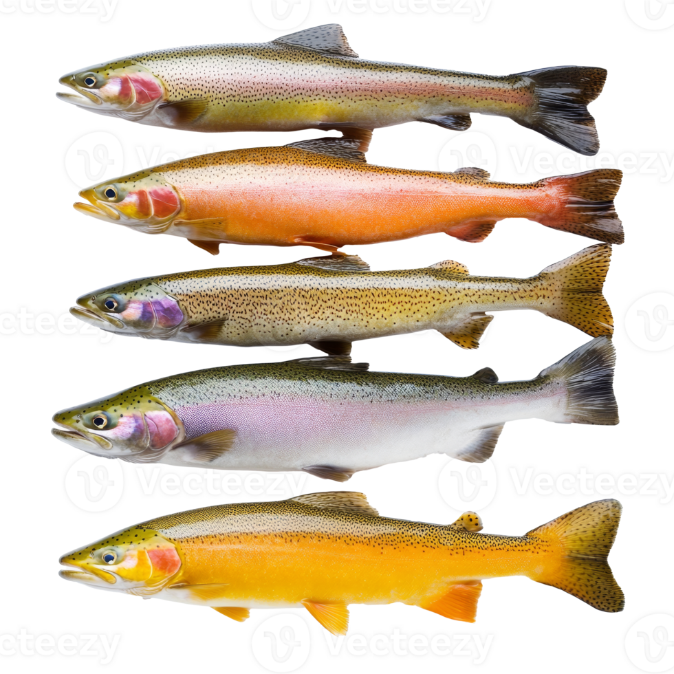 Colorful display of trout varieties isolated transparent png